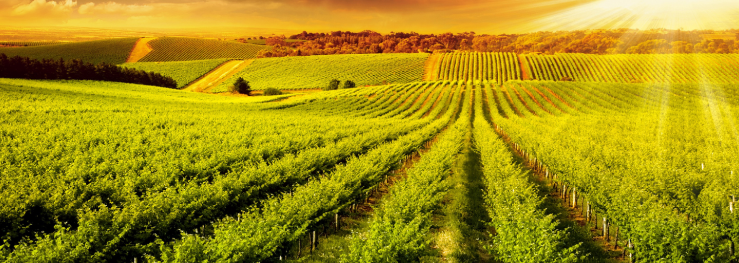 Adelaide Hills vineyards