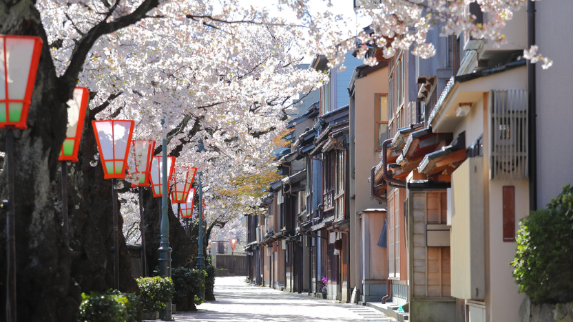 Japan - Japan Cherry Blossom