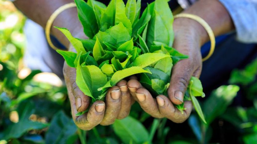 Sri Lankan tea plantation