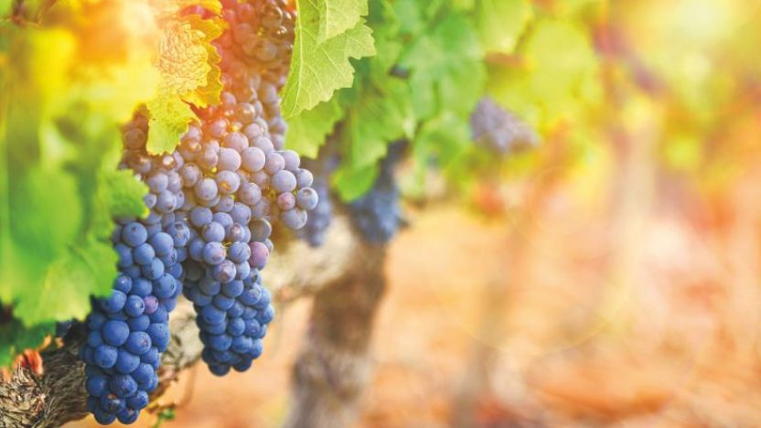 Winelands, South Africa