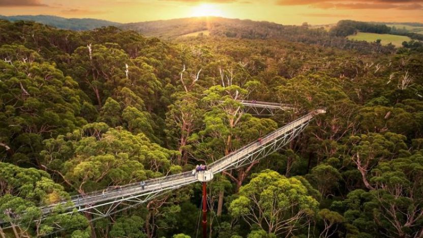 Treetop Walk, Valley of the Giants.  Image:  Tourism WA