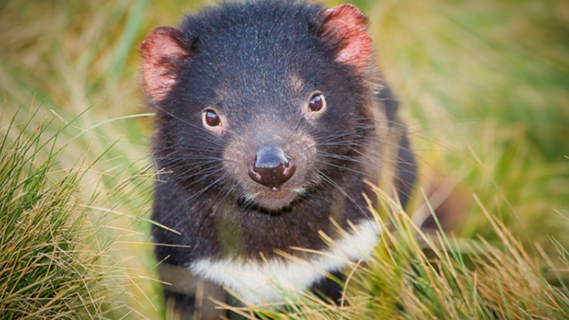 Devils at Cradle Mountain